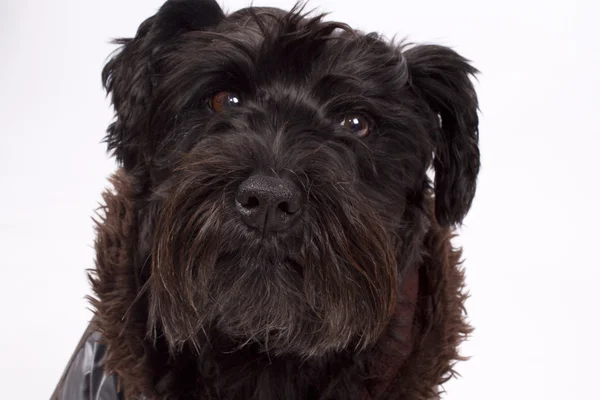 Cão preto isolado — Fotografia de Stock