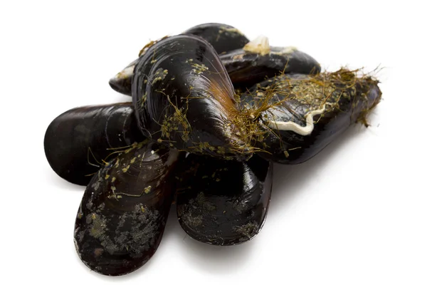 Maydanoz ile lezzetli midye — Stok fotoğraf