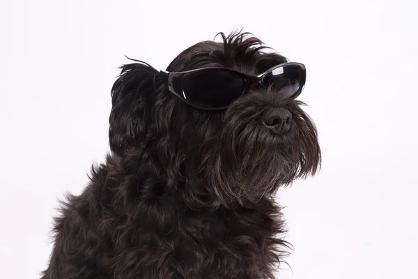 Cão preto isolado — Fotografia de Stock