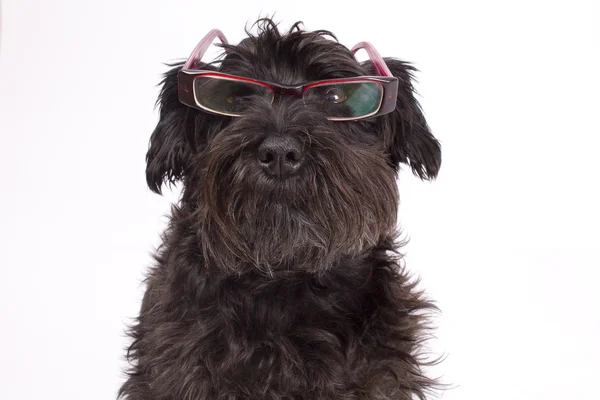 Cão preto isolado — Fotografia de Stock