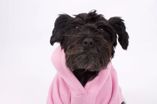 Zwarte hond geïsoleerd — Stockfoto