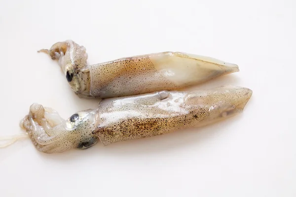 Frischer Tintenfisch — Stockfoto