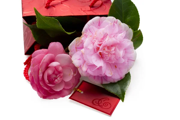 Camellias bottom — Stock Photo, Image