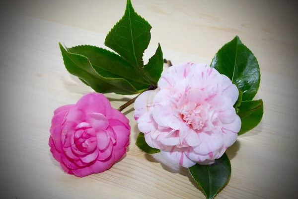 Camellias bottom — Stock Photo, Image