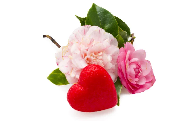 Pink camellias — Stock Photo, Image
