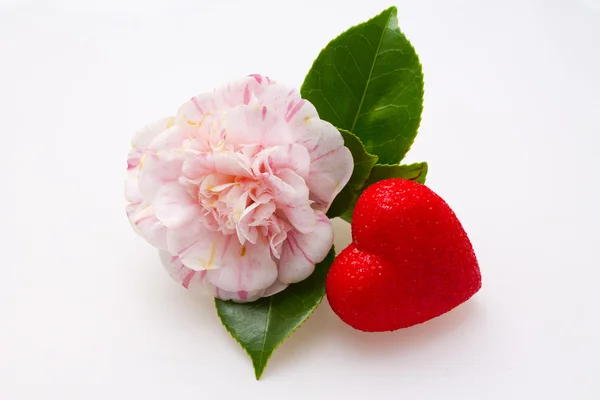 Pink camellias — Stock Photo, Image
