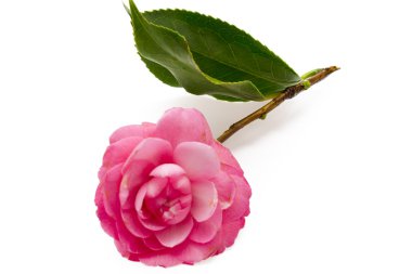 Pink camellias clipart