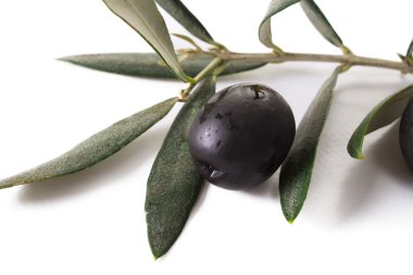 zemin üzerine zeytin