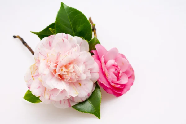 Pink camellias — Stock Photo, Image