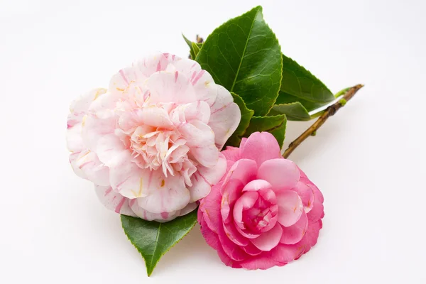 Camelias rosadas — Foto de Stock