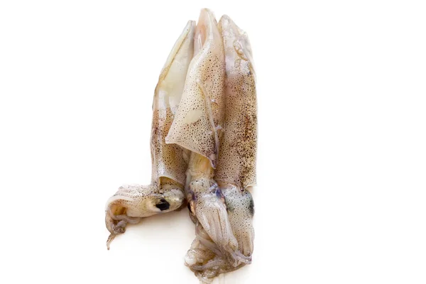 Fresh squid — Stok fotoğraf