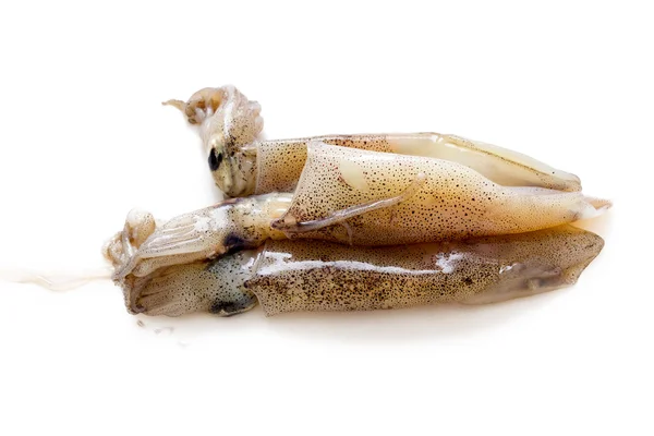 Fresh squid — Stok fotoğraf