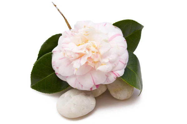 Camellias with stones — Stock Photo, Image