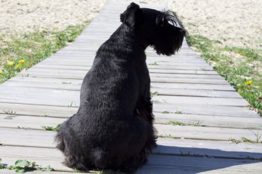 siyah köpek açık havada