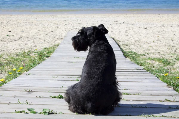 Cão preto ao ar livre — Fotografia de Stock