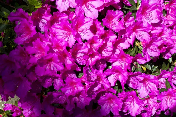 Azalea — Foto de Stock