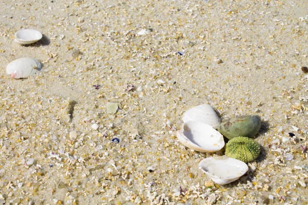Coquilles dans le sable — Photo