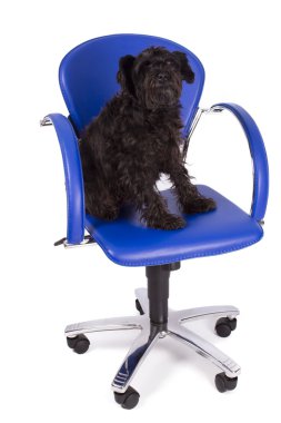 Köpek izole edildi