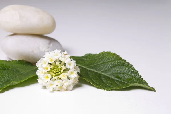 Menta y ornamentos aislados — Foto de Stock