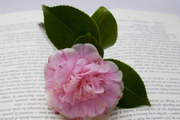 Camellias with book — Stock Photo, Image