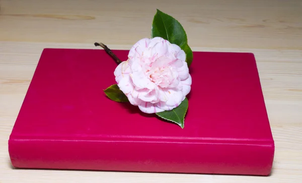 Camelias con libro — Foto de Stock