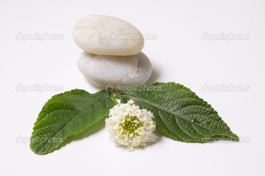Mint and ornaments isolated