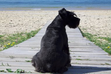 siyah köpek açık havada