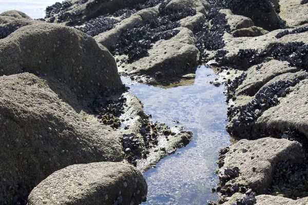 Denizde midye — Stok fotoğraf