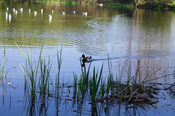 Ördekler ile göl — Stok fotoğraf