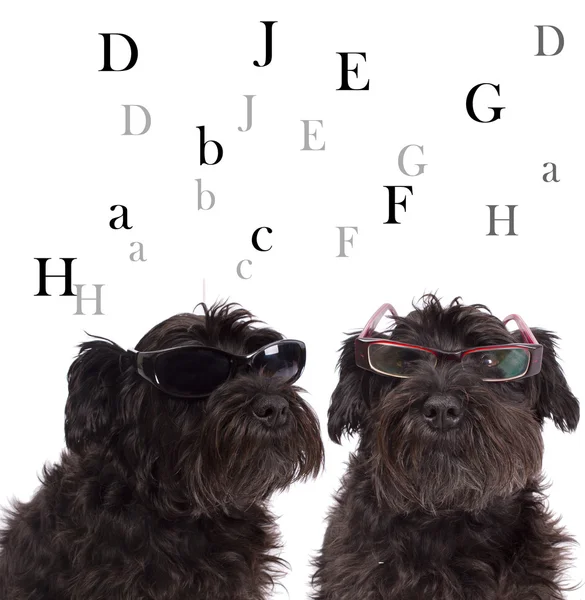 Schwarze Hunde mit Brille — Stockfoto