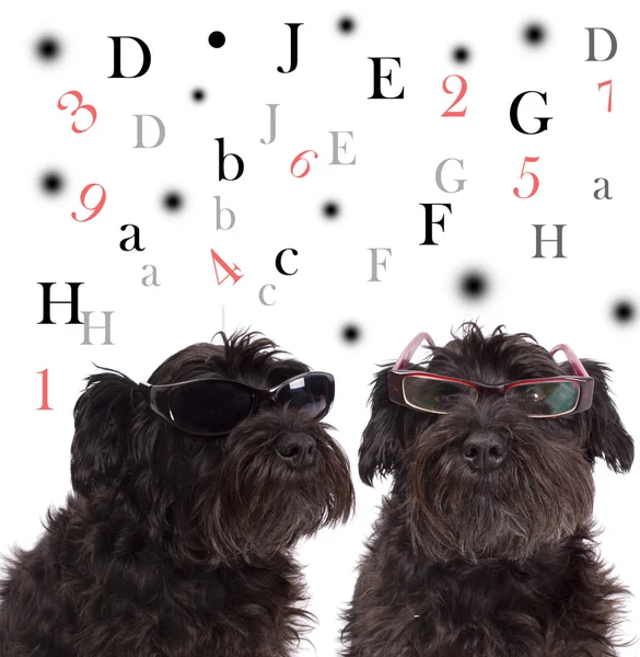 Chiens noirs avec lunettes — Photo