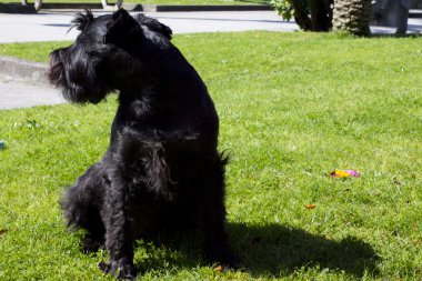 doğal manzara arka plana sahip siyah köpek