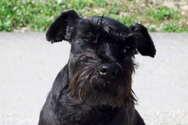 Schwarzer Hund mit naturbelassenem Hintergrund — Stockfoto