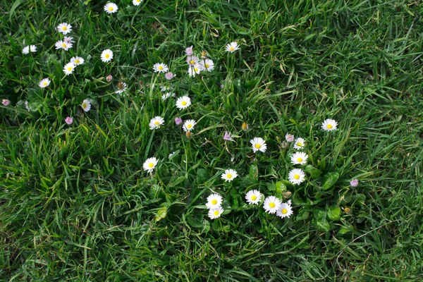 White daisies — Stock Photo, Image