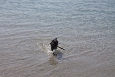 doğal manzara arka plana sahip siyah köpek