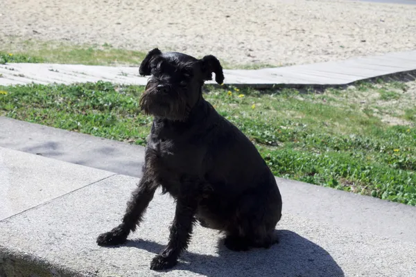 Черный пес с природным ландшафтом — стоковое фото