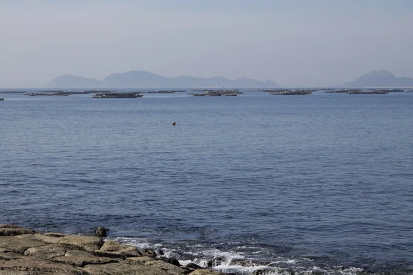 Radeaux de moules à Vigo, Pontevedra avec les îles Cies en arrière-plan — Photo