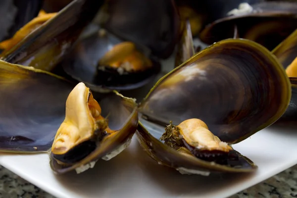 Mussels isolated — Stock Photo, Image