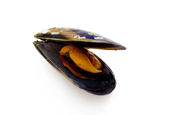 Mejillones aislados — Foto de Stock