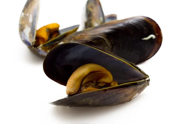 Cozze isolate — Foto Stock