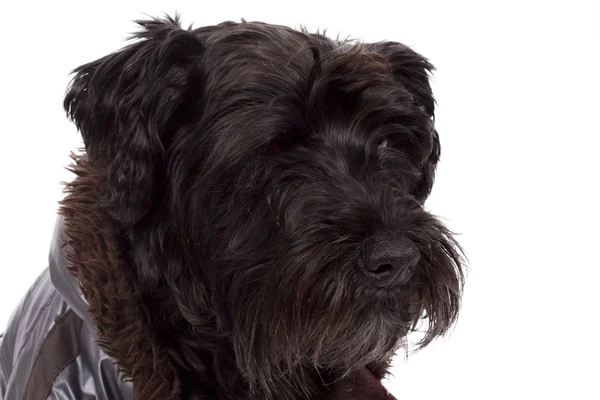 Черный пес — стоковое фото