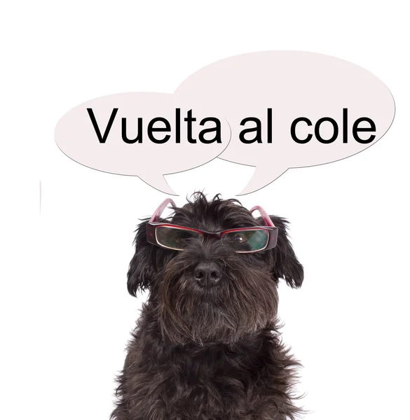 Perro negro con gafas — Foto de Stock