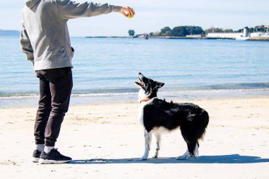 Rahat genç adam sahilde köpekle oynuyor.