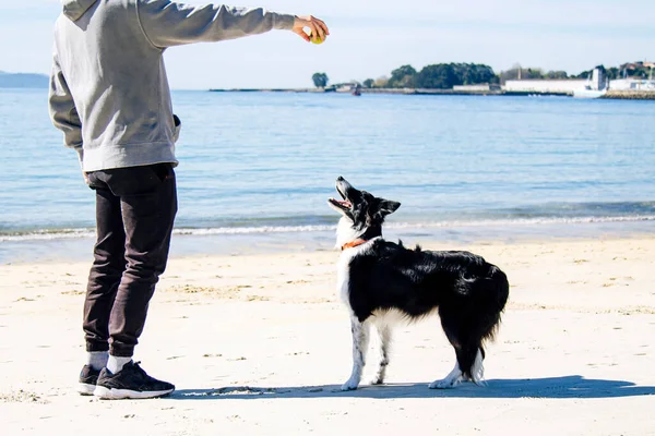 Rahat genç adam sahilde köpekle oynuyor.
