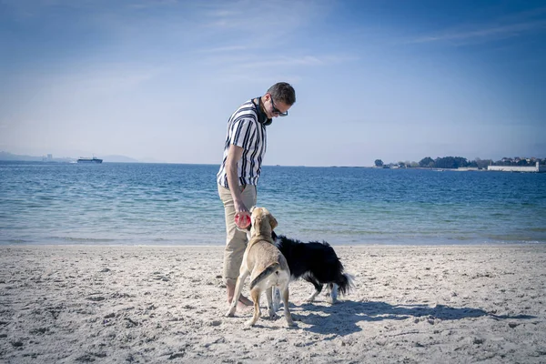 Genç adam sahilde köpek ve topla oynuyor.