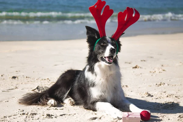 Jul Och Nyårskoncept Med Hund Renhorn Stranden — Stockfoto