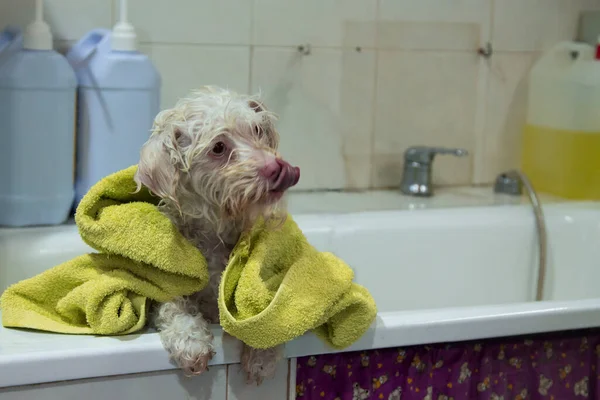 Natte Hond Met Handdoek Badkuip Van Hondenverzorgingssalon — Stockfoto