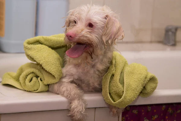 Natte Hond Met Handdoek Badkuip Van Hondenverzorgingssalon — Stockfoto