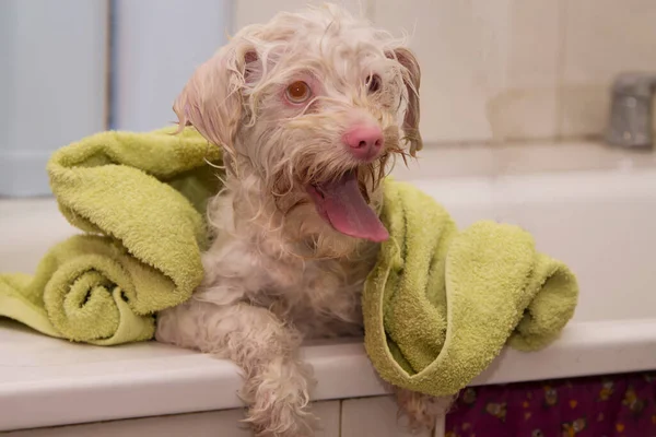 Cão Molhado Com Toalha Banheira Salão Preparação Cão — Fotografia de Stock