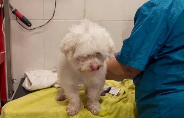 Собака Собачому Салоні Різання Догляд Волоссям — стокове фото